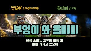 부엉이 와 올빼미의 차이Eagle Owl and Owl