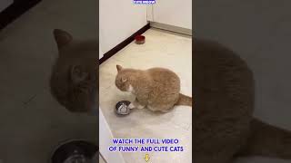 Funniest Cats 😂 Funny Cats Life 😹 Funny Cat #shorts