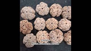 4 mukhe rudraksha on laxmi rudraksha bhandar +9779843227939 #4mukhe #sambo #sivasakthi