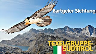 Bartgeier-Sichtung Südtirol / Wandern in der Texelgruppe