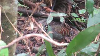 Taiwan Partridge (Arborophila crudigularis) male - Dasyueshan National Forest, Taiwan