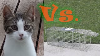 Review and test of Harbor Freight's Animal Trap