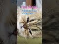 お昼寝するペルシャ子猫 shorts