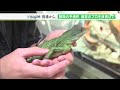 校長は“ヘビ捕獲”の白輪園長！「爬虫類を育てること」を学ぶ予備校に密着（静岡県）【liveしずおか特集】