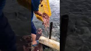 Fish eating waste meats/ Fish feeding / Fish agriculture / Fish lovers