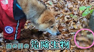 【トラブル】雨の日のお散歩で命の危険もある生物に遭遇した柴犬てぃーだ