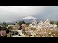 富士山 u0026桜タイムラプス