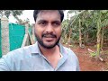 banana cutting yalakki banana banana farming banana farming karnataka suresh telugu channel