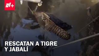 Rescatan a tigre y jabalí de un pozo - N+