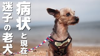 迷子の老犬の病状と現在 【保護犬】