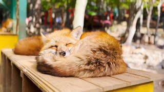 Visiting Japan's Fox Village🦊 | Miyagi Zao Kitsunemura Fox Village | ASMR