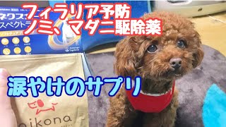 犬のフィラリア予防　ノミ・マダニ駆除薬　☆涙やけのサプリ【トイプードルのサラ】