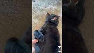 is Jschlatts new cat alive? #jschlatt #cat #funny #tiktok #cute