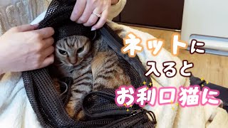 【伝染病検査前日】りんちゃんがみんなと暮らすための準備をしました　654話