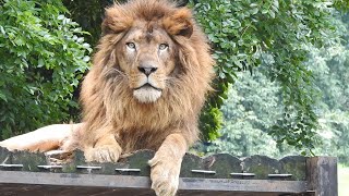 イケメン若王子ライオンの柑太郎とガーネット。とべ動物園にて。