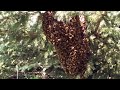 7 12 2015 michigan honey bee wild swarm part1