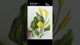 천년의 사랑꽃 칼라(카라) 색연필 꽃그림 | Calla Flower Drawing