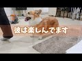 【そじプロ】敵？遊び相手？掃除機とむぎさん【コーギー犬】