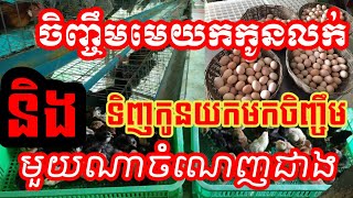 កសិកម្មមាន់: ចិញ្ចឹមមេបាភ្ញាស់កូនលក់ និងការទិញកូនមាន់ពីគេមកចិញ្ចឹម មួយណាចំណេញជាង?