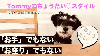 ~ミニチュアシュナウザーTommy(トミー)かわいい「ちょうだい♡」スタイル