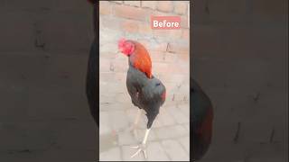 Before and after🐓🐓#birds #music #aseelmurga # animal