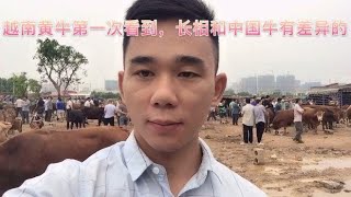 首次看到越南黄牛长相与中国黄牛有差异，越南母子牛15400元成交