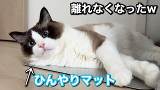 夏バテ気味の子猫にひんやりマットをあげたら、その場から離れなくなったw w