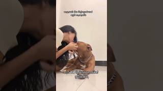 අම්මො මෙ කෙල්ල 😑 ඔයාගෙ බව්වගෙ නම මොකද්ද 😘 #dog #kiss #trending #viral #tiktok #dance #shorts