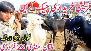 Today Multan Cow Mandi Fresh Video | Multan Mandi Aj Ki Video || Global Village Farming