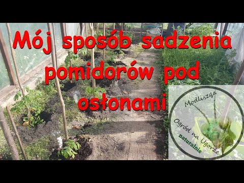 Sadzenie Pomidorów Po Mojemu ... - YouTube