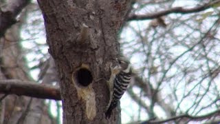 石狩市＠初冬の鳥たち　2013/12/12(3分12秒)