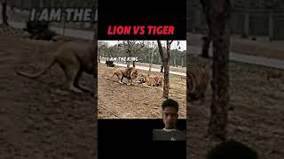 🦁🐅 #lionfight #tigerlion #tiger #lionsfight #lion #youtubeshorts #youtube #trending #subscribe