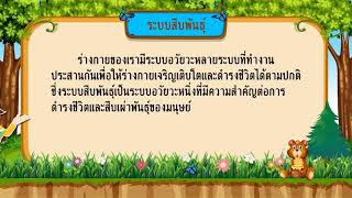 สุขศึกษา ป 6 เรื่อง ความสำคัญของระบบการทำงานภายในร่างกาย