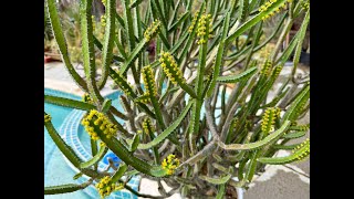 Rare Euphorbia inarticulata - Episode 164