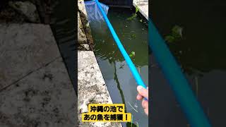 沖縄の池でティラピアを捕獲！#熱帯魚#南国#沖縄