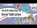 An Introduction to Invertebrates