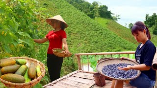 Building a new life episode 26 | harvest melons, black beans and white beans | Live with nature