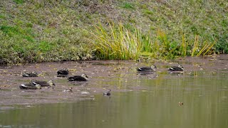 カルガモとカイツブリ