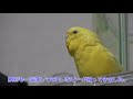 【セキセイインコ】♯065　もうすこし