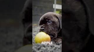 This Chunky Puppy Found The World's Biggest Apple!