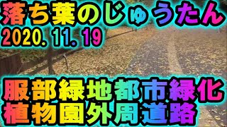 服部緑地都市緑化植物園　の外周道路はおちばのじゅうたんだった。2020・11・19