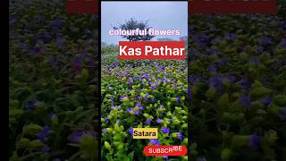 कास पठार #kaas #pathar #plateau #flower#valley #satara #maharashtra #travel #trending #viralshorts