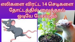 14 plants🪴 that keep Rats away from your Garden|வேடிக்கை பார்க்கலாம் @Vedikai