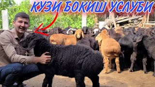 КУЗИ КУЧКОР БОКИШ УСЛУБИ