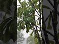 #rain #rainsounds #rainforest #relaxingmusic #relaxationmusic #shorts #short