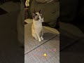 【メープルちゃん😻】お利口さんね💕 猫 子猫 disco