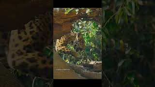 A leopard that only knows how to sleep #video #wildlife #animals #shorts #leopard