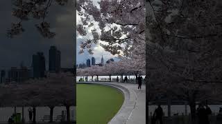 Cherry Blossom in New York