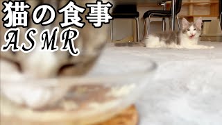 【ASMR】猫の食事アスマー✨フリーズドライのササミのふりかけ編（340日目）