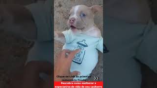 FILHOTE DE PITBULL😱 FILHOTES DE CACHORRO BONITOS E FOFOS PIT BULL PUPPY CUTE AND CUTE PUPPIE #shorts